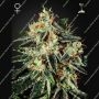 Cheese Feminized Marijuana Strain by Greenhouse Seeds For Sale Online at Cannabis Seeds Outlet