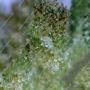 Cheese Feminized by Greenhouse Seeds THC Content Potency Strength CBD Height Yield Flowering Time Indica Sativa Genetics