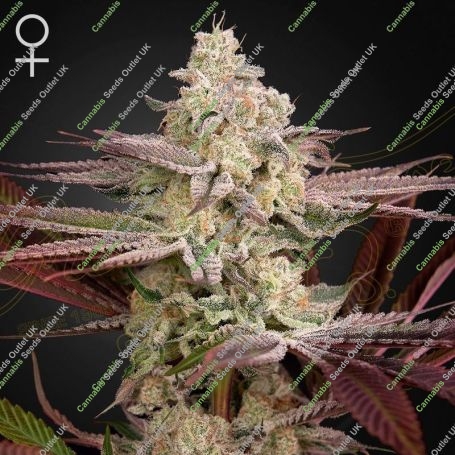 Chemical Bride Feminized Marijuana Strain by Greenhouse Seeds For Sale Online at Cannabis Seeds Outlet