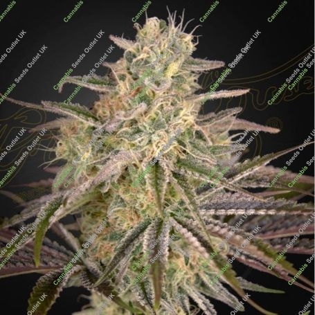 Cloud Walker Feminized Marijuana Strain by Greenhouse Seeds For Sale Online at Cannabis Seeds Outlet