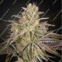 Cloud Walker Feminized Marijuana Strain by Greenhouse Seeds For Sale Online at Cannabis Seeds Outlet