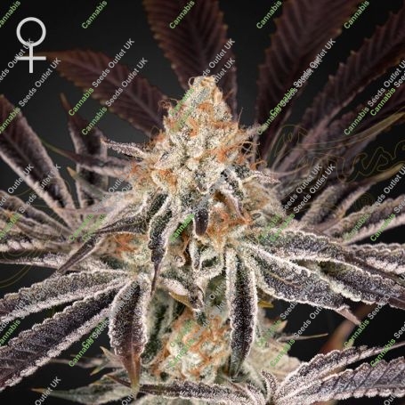 Dark Phoenix Feminized Marijuana Strain by Greenhouse Seeds For Sale Online at Cannabis Seeds Outlet