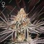 Dark Phoenix Feminized Marijuana Strain by Greenhouse Seeds For Sale Online at Cannabis Seeds Outlet