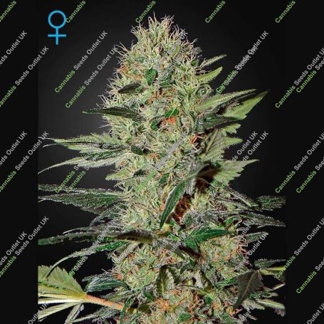 Exodus Cheese Auto Feminized Marijuana Strain by Greenhouse Seeds For Sale Online at Cannabis Seeds Outlet
