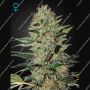 Exodus Cheese Auto Feminized Marijuana Strain by Greenhouse Seeds For Sale Online at Cannabis Seeds Outlet