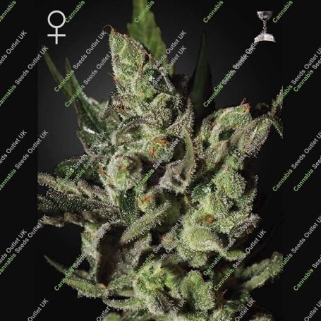 Exodus Cheese Feminized Marijuana Strain by Greenhouse Seeds For Sale Online at Cannabis Seeds Outlet