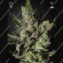 Exodus Cheese Feminized Marijuana Strain by Greenhouse Seeds For Sale Online at Cannabis Seeds Outlet