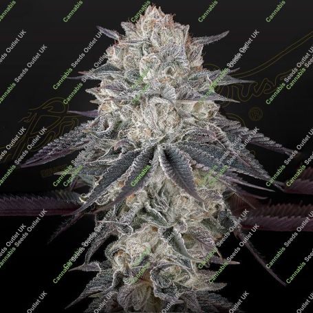 FullGas Feminized Marijuana Strain by Greenhouse Seeds For Sale Online at Cannabis Seeds Outlet