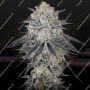 FullGas Feminized Marijuana Strain by Greenhouse Seeds For Sale Online at Cannabis Seeds Outlet