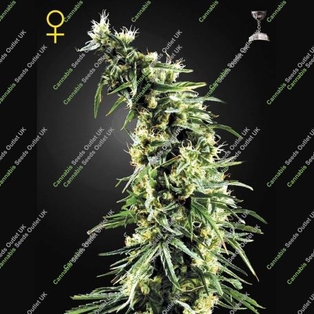 Hawaiian Snow Feminized Marijuana Strain by Greenhouse Seeds For Sale Online at Cannabis Seeds Outlet