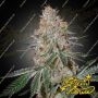 Highcloudz Feminized Marijuana Strain by Greenhouse Seeds For Sale Online at Cannabis Seeds Outlet