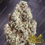 Greenhouse Seeds Highcloudz Smoke Buds Weed Ganja Skunk Dope Pot Images Pics Nuggets
