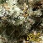 Highcloudz Feminized by Greenhouse Seeds THC Content Potency Strength CBD Height Yield Flowering Time Indica Sativa Genetics