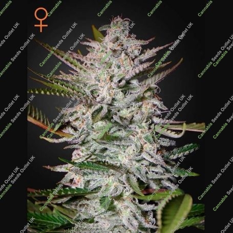 Holy Punch Feminized Marijuana Strain by Greenhouse Seeds For Sale Online at Cannabis Seeds Outlet
