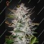 Holy Punch Feminized Marijuana Strain by Greenhouse Seeds For Sale Online at Cannabis Seeds Outlet