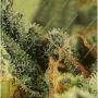 Holy Punch Feminized by Greenhouse Seeds THC Content Potency Strength CBD Height Yield Flowering Time Indica Sativa Genetics