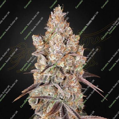 Holy Snow Marijuana Strain by Greenhouse Seeds For Sale Online at Cannabis Seeds Outlet