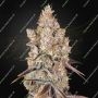 Holy Snow Marijuana Strain by Greenhouse Seeds For Sale Online at Cannabis Seeds Outlet