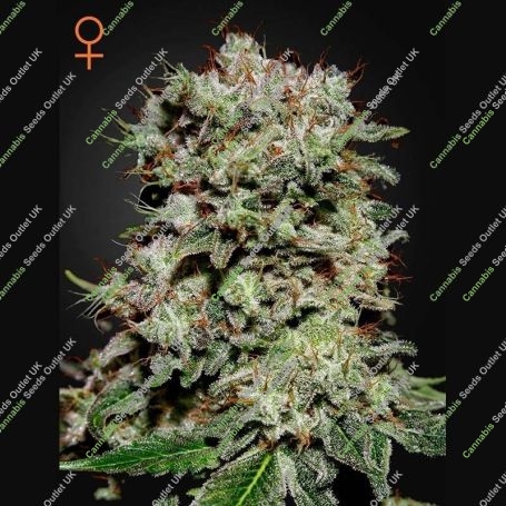 Kalashnikova Feminized Marijuana Strain by Greenhouse Seeds For Sale Online at Cannabis Seeds Outlet