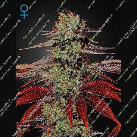 Kings Kush Auto Feminized Marijuana Strain by Greenhouse Seeds For Sale Online at Cannabis Seeds Outlet
