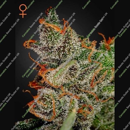 Kings Kush Feminized Marijuana Strain by Greenhouse Seeds For Sale Online at Cannabis Seeds Outlet
