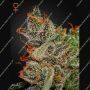 Kings Kush Feminized Marijuana Strain by Greenhouse Seeds For Sale Online at Cannabis Seeds Outlet