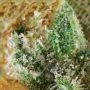 Kings Kush Feminized by Greenhouse Seeds THC Content Potency Strength CBD Height Yield Flowering Time Indica Sativa Genetics
