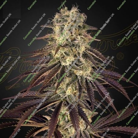 Kongs Krush Feminized Marijuana Strain by Greenhouse Seeds For Sale Online at Cannabis Seeds Outlet