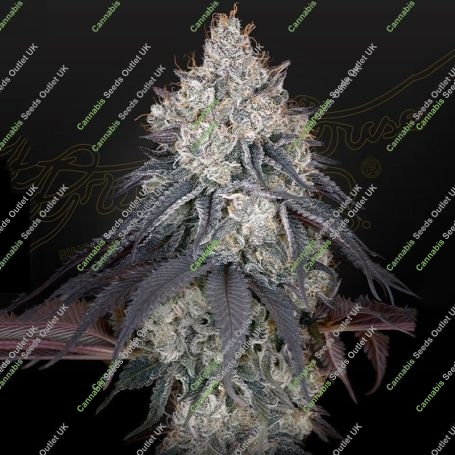 Lemon Orange Feminized Marijuana Strain by Greenhouse Seeds For Sale Online at Cannabis Seeds Outlet
