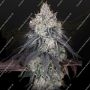 Lemon Orange Feminized Marijuana Strain by Greenhouse Seeds For Sale Online at Cannabis Seeds Outlet