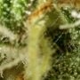 Lemon Orange Feminized by Greenhouse Seeds THC Content Potency Strength CBD Height Yield Flowering Time Indica Sativa Genetics