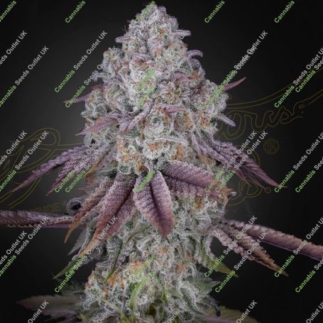 Persian Pie Feminized Marijuana Strain by Greenhouse Seeds For Sale Online at Cannabis Seeds Outlet