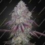 Persian Pie Feminized Marijuana Strain by Greenhouse Seeds For Sale Online at Cannabis Seeds Outlet