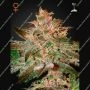 Pure Kush Feminized Marijuana Strain by Greenhouse Seeds For Sale Online at Cannabis Seeds Outlet