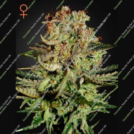Super Bud Feminized Marijuana Strain by Greenhouse Seeds For Sale Online at Cannabis Seeds Outlet