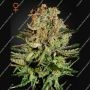 Super Bud Feminized Marijuana Strain by Greenhouse Seeds For Sale Online at Cannabis Seeds Outlet