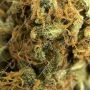 Super Bud Feminized by Greenhouse Seeds THC Content Potency Strength CBD Height Yield Flowering Time Indica Sativa Genetics