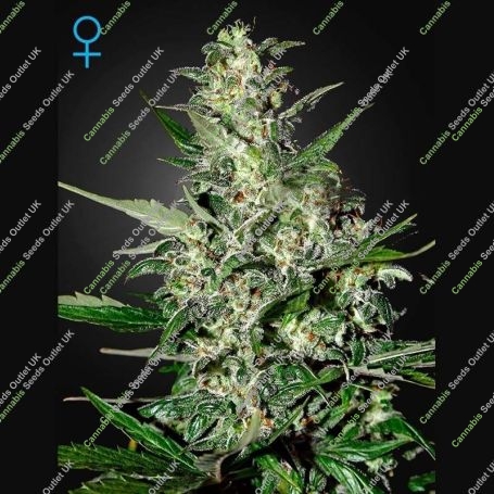 Super Critical Auto Feminized Marijuana Strain by Greenhouse Seeds For Sale Online at Cannabis Seeds Outlet