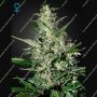 Super Critical Auto Feminized Marijuana Strain by Greenhouse Seeds For Sale Online at Cannabis Seeds Outlet