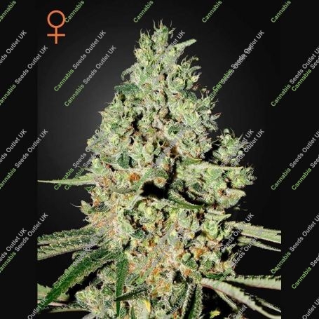 Super Critical Feminized Marijuana Strain by Greenhouse Seeds For Sale Online at Cannabis Seeds Outlet