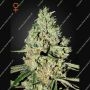 Super Critical Feminized Marijuana Strain by Greenhouse Seeds For Sale Online at Cannabis Seeds Outlet