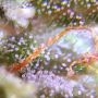 Super Critical Feminized by Greenhouse Seeds THC Content Potency Strength CBD Height Yield Flowering Time Indica Sativa Genetics