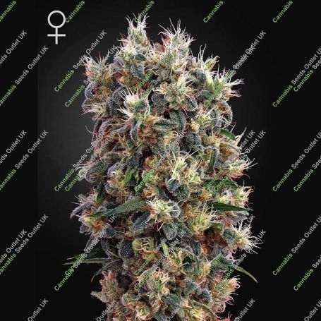 The Church Feminized Marijuana Strain by Greenhouse Seeds For Sale Online at Cannabis Seeds Outlet