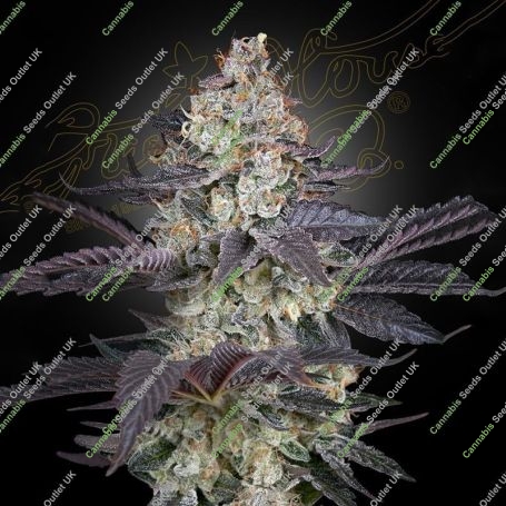 Ztrawberry Feminized Marijuana Strain by Greenhouse Seeds For Sale Online at Cannabis Seeds Outlet