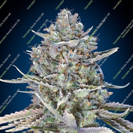 Blue Dream Fast V Feminized Marijuana Strain by OO Seeds For Sale Online at Cannabis Seeds Outlet