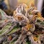 Bubbas Gift Feminized by OO Seeds THC Content Potency Strength CBD Height Yield Flowering Time Indica Sativa Genetics