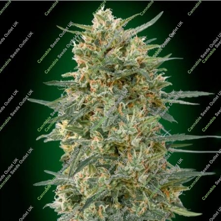 Gorilla Fast Feminized Marijuana Strain by OO Seeds For Sale Online at Cannabis Seeds Outlet