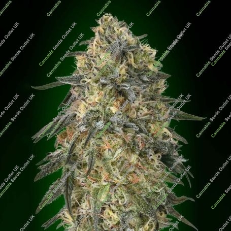 Gorilla Feminized Marijuana Strain by OO Seeds For Sale Online at Cannabis Seeds Outlet