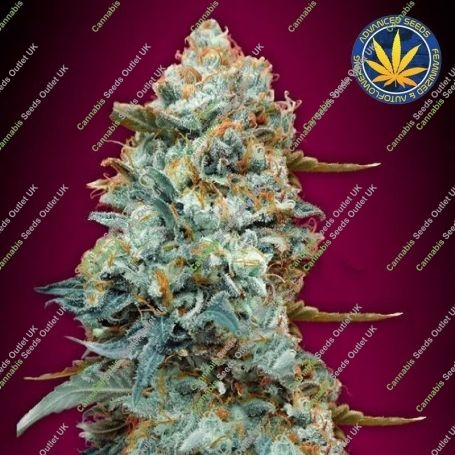 Sweet Somango Fast V Marijuana Strain by OO Seeds For Sale Online at Cannabis Seeds Outlet