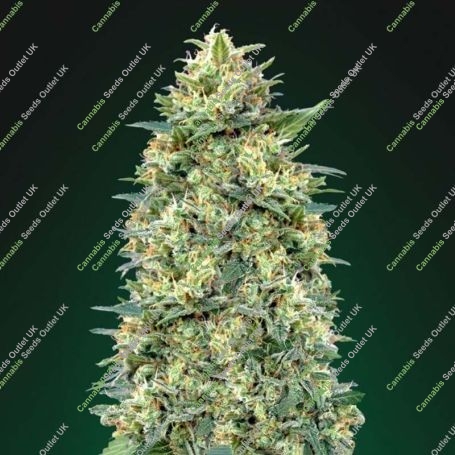 White Widow Auto Feminized Marijuana Strain by OO Seeds For Sale Online at Cannabis Seeds Outlet